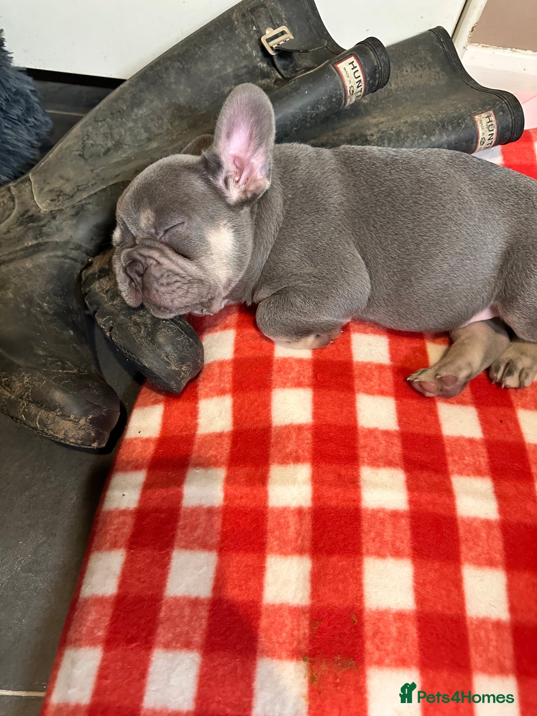 French Bulldog dogs for sale: French Bulldog Puppies  - Advert 2