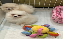 Pomeranian dogs for sale: Amazing Pom Puppies from Five Star breeder.  - Image 16