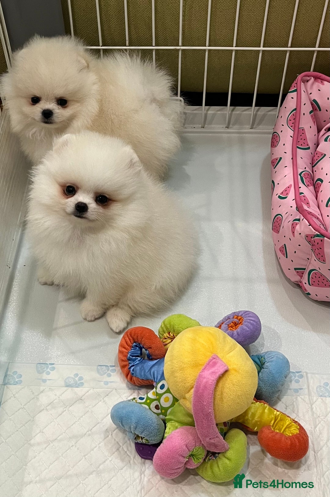 Pomeranian dogs for sale: Amazing Pom Puppies from Five Star breeder.  - Image 16