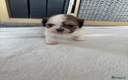 Shih Tzu dogs for sale: Shih Tzu puppies  - Image 13