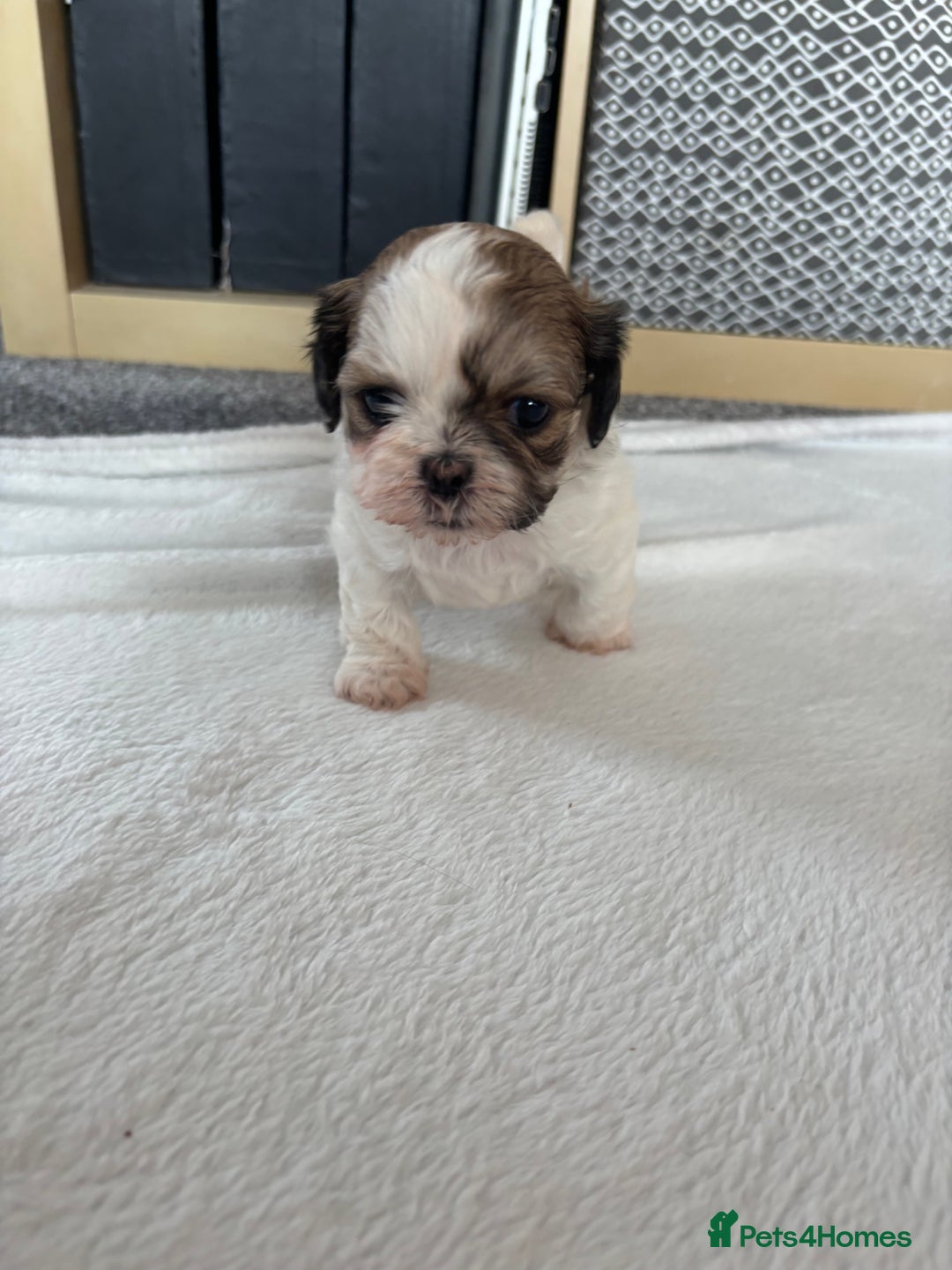 Shih Tzu dogs for sale: Shih Tzu puppies  - Image 13