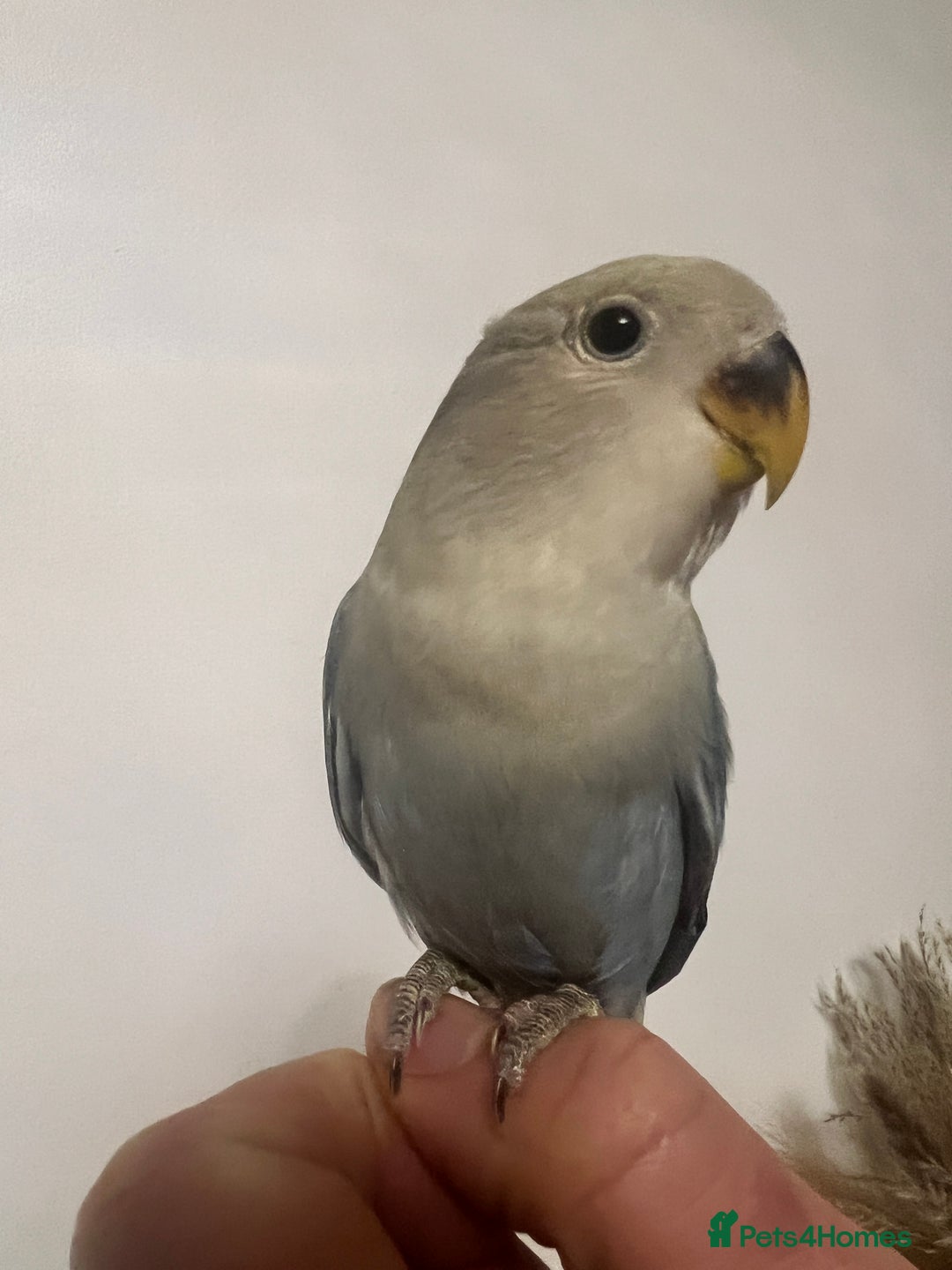 Lovebirds birds for sale: Baby lovebirds - Advert 5