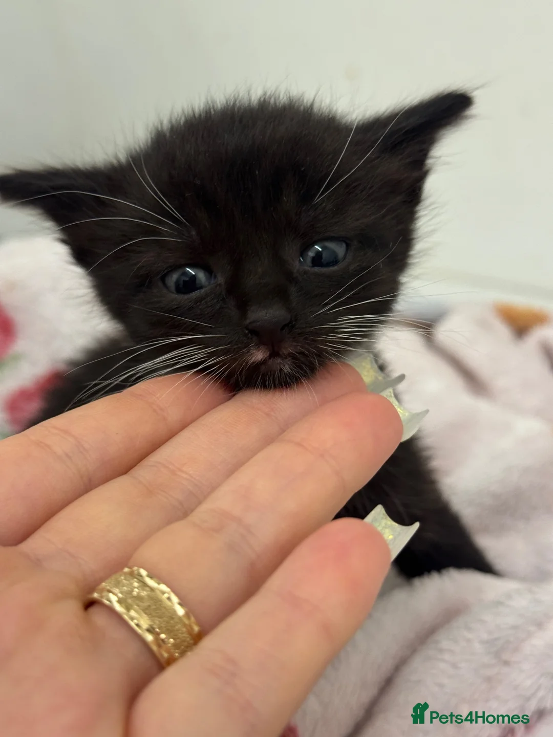 Mixed Breed cats for sale:  5 beautiful little girls are looking for home - Advert 2