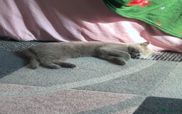 British Shorthair cats for sale: Beautiful lilac British shorthair Male - Image 1
