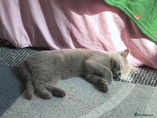 British Shorthair cats for sale: Beautiful lilac British shorthair Male - Advert 2