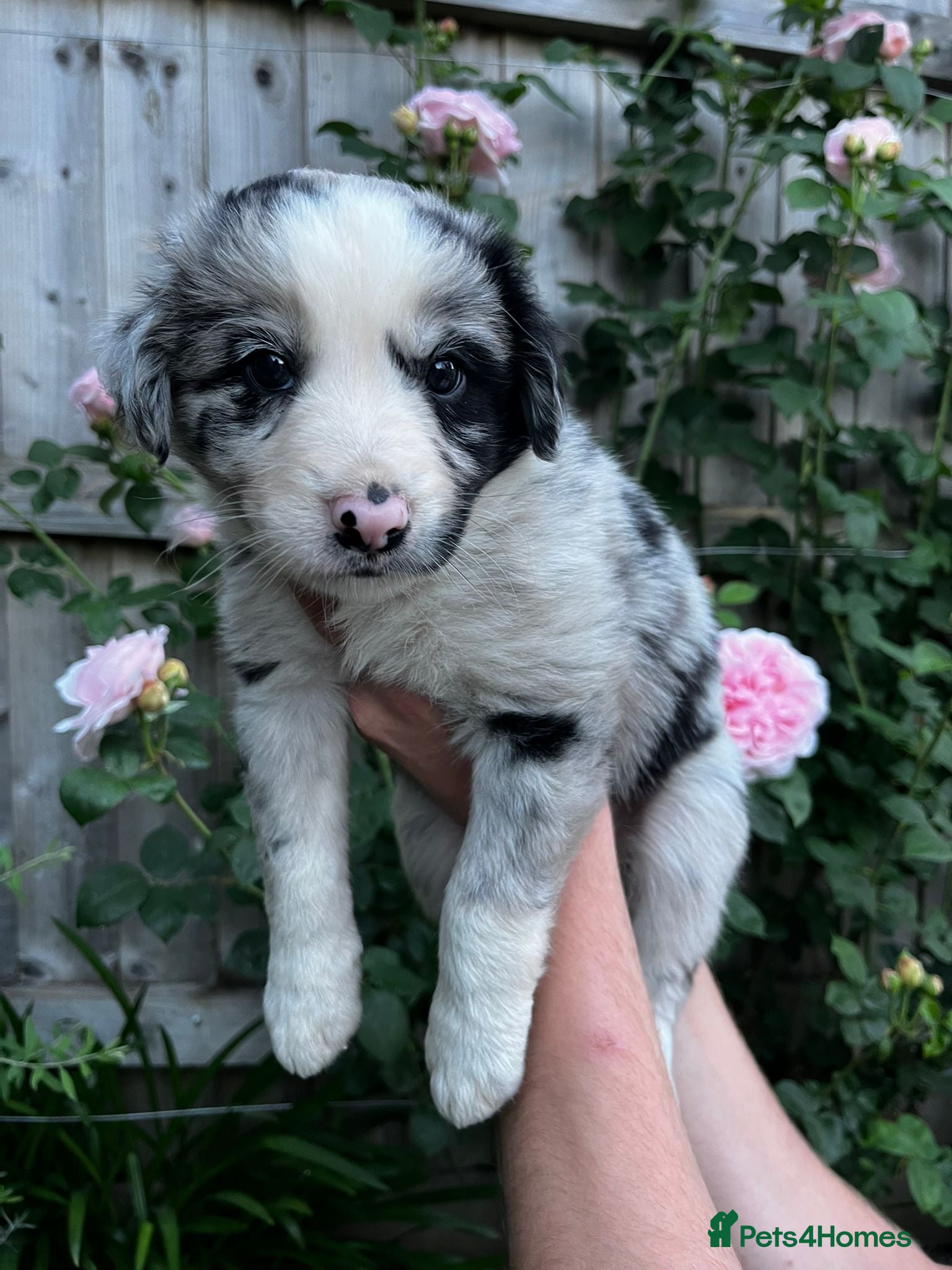 Border Collie dogs Border collie puppies - Advert 1