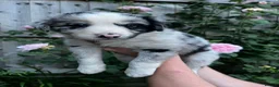 Border Collie dogs for sale: Border collie puppies - Advert 7
