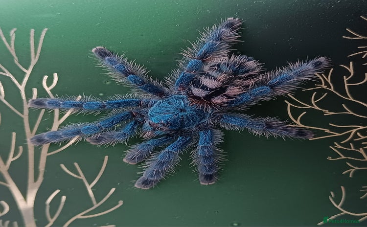 Spiders invertebrates - Advert 1