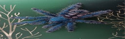 Spiders invertebrates for sale: Caribena Versicolor 5+cm grown on spiderlings - Advert 1
