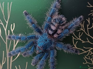 Spiders invertebrates - Advert 1