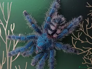 Spiders invertebrates Caribena Versicolor 4+-5cm grown on spiderlings - Advert 1