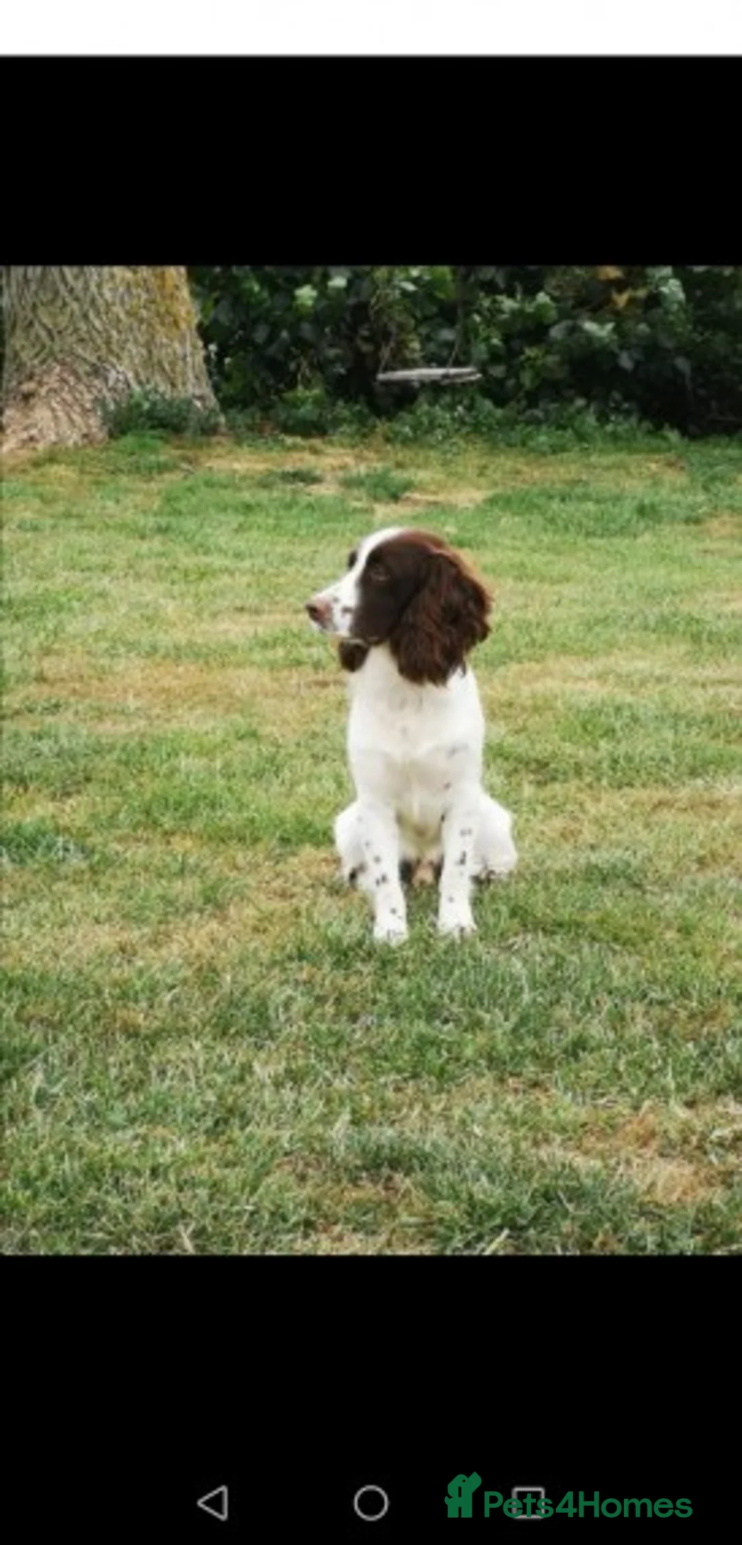 Cocker Spaniel dogs for stud: KC  health tested working cocker spaniel at stud in Malton - Advert 3