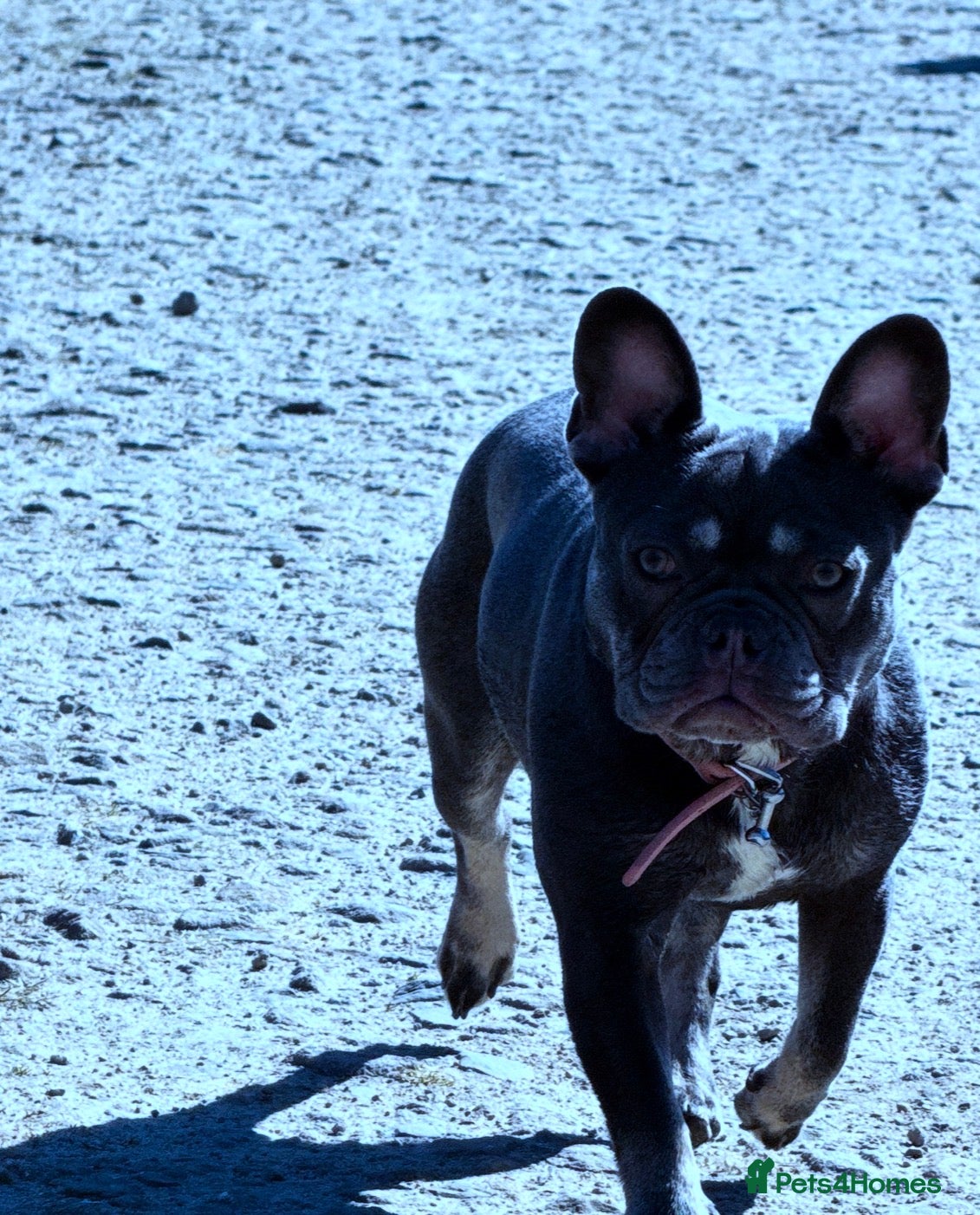 French Bulldog dogs Blue and Tan French bulldog bitch  - Advert 14