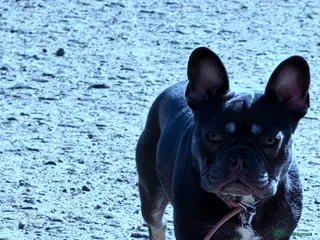 French Bulldog dogs Blue and Tan French bulldog bitch - Advert 14
