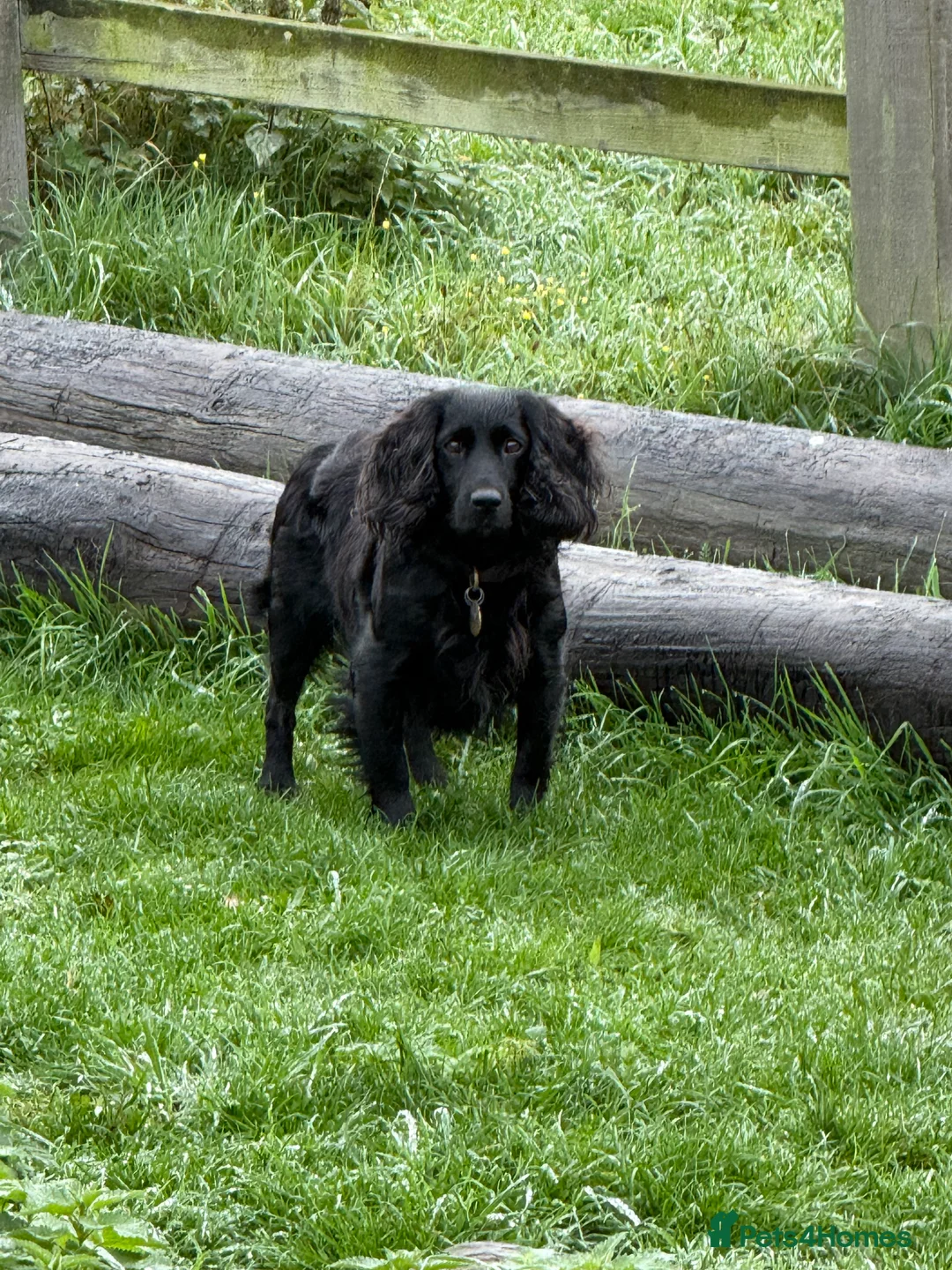 Cocker Spaniel dogs for sale: Cocker spaniel  in Bedford - Advert 2