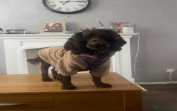 Cocker Spaniel dogs for sale: Cocker spaniel puppies - Image 12