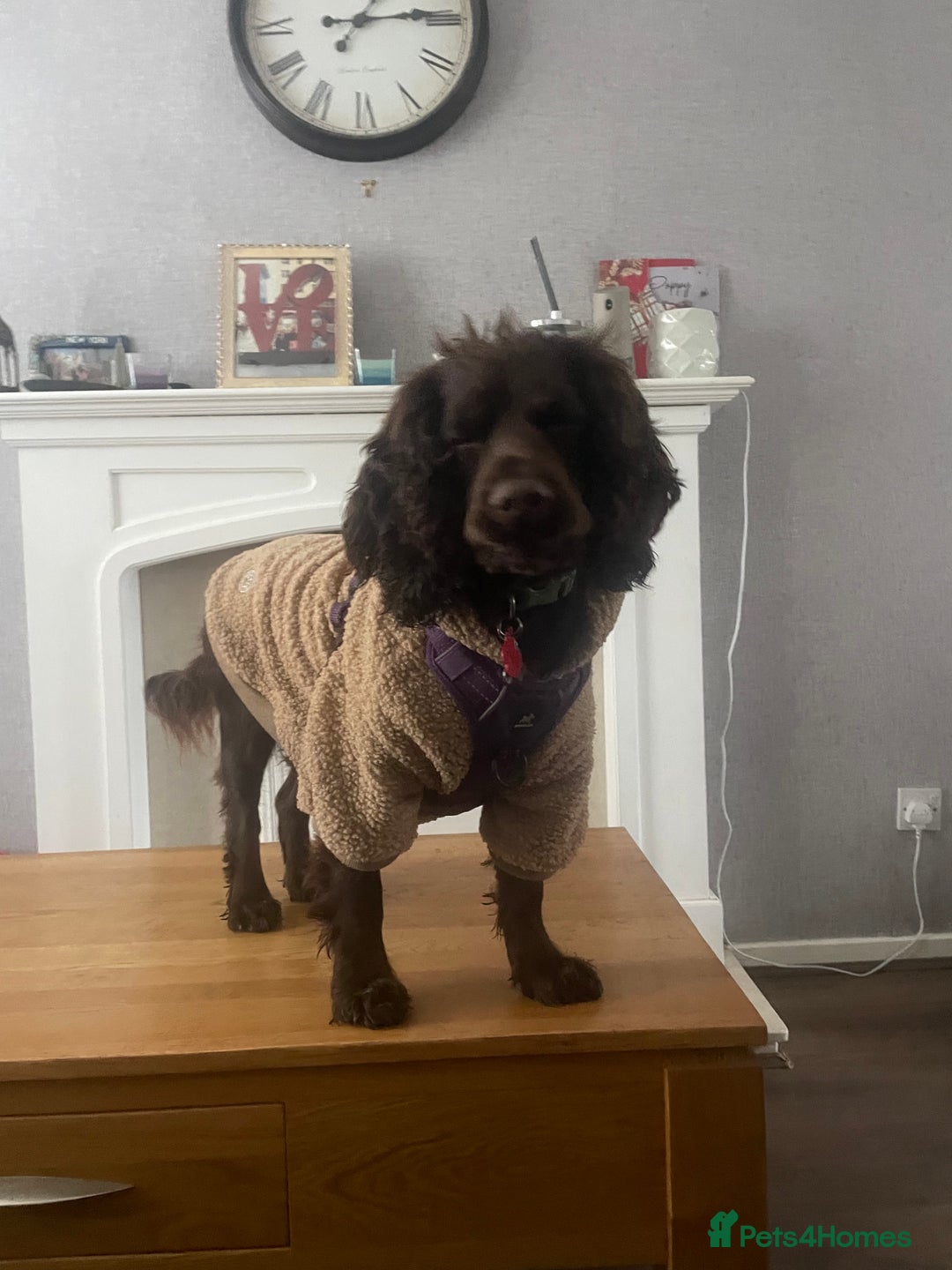 Cocker Spaniel dogs for sale: Cocker spaniel puppies - Image 12