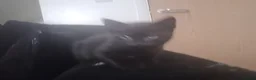 Russian Blue cats for sale: Russian Blue x Main coon - Advert 2