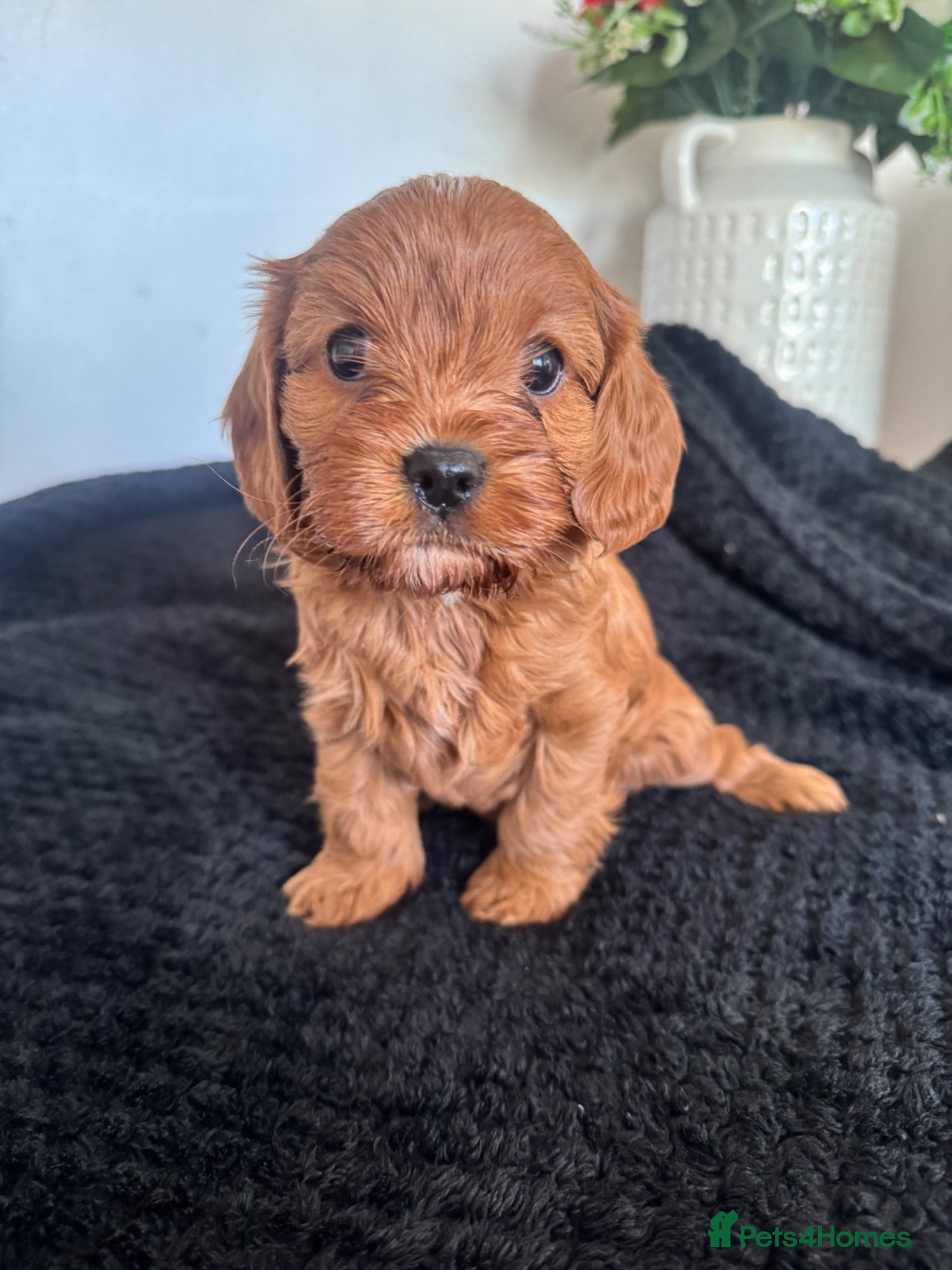 Cavapoo dogs ⭐️ BEAUTIFUL CAVAPOO PUPPIES⭐️ - Advert 1