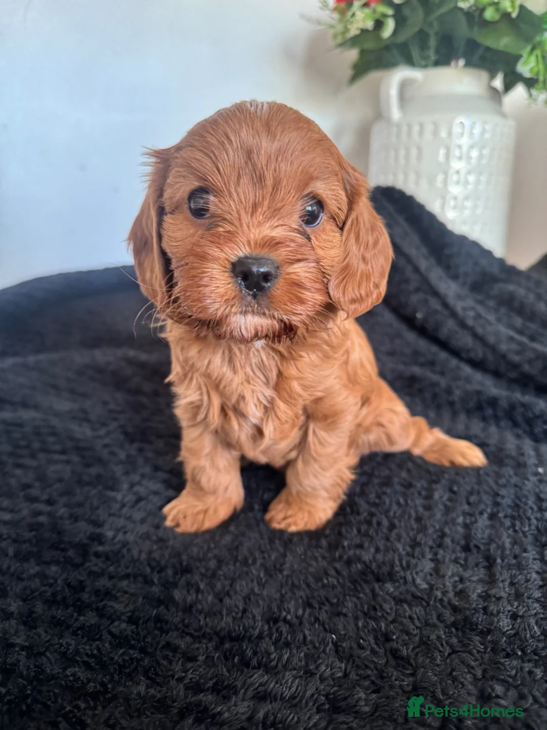 Cavapoo dogs for sale: ⭐️ BEAUTIFUL CAVAPOO PUPPIES⭐️ - Advert 1
