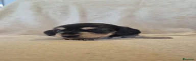 Miniature Dachshund 3