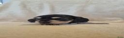 Miniature Dachshund dogs for sale: Miniature dachshunds long haired  - Advert 4