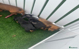 Miniature Dachshund dogs for sale: 4 adorable miniature dachshund puppies  - Image 4