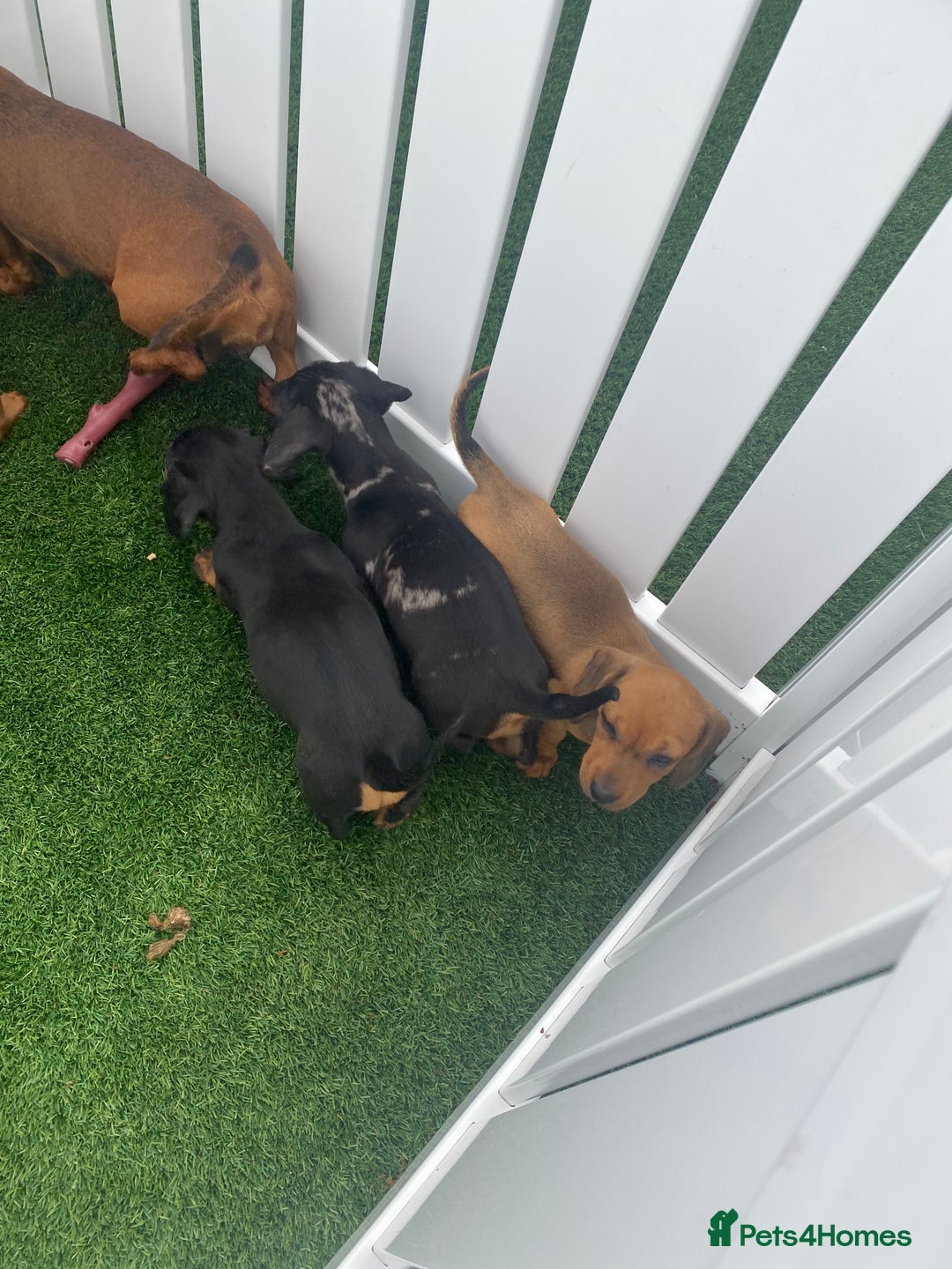 Miniature Dachshund dogs for sale: 4 adorable miniature dachshund puppies  - Image 4