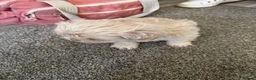 Shih Tzu dogs for sale: Two Shih Tzu girl pups  - Advert 5