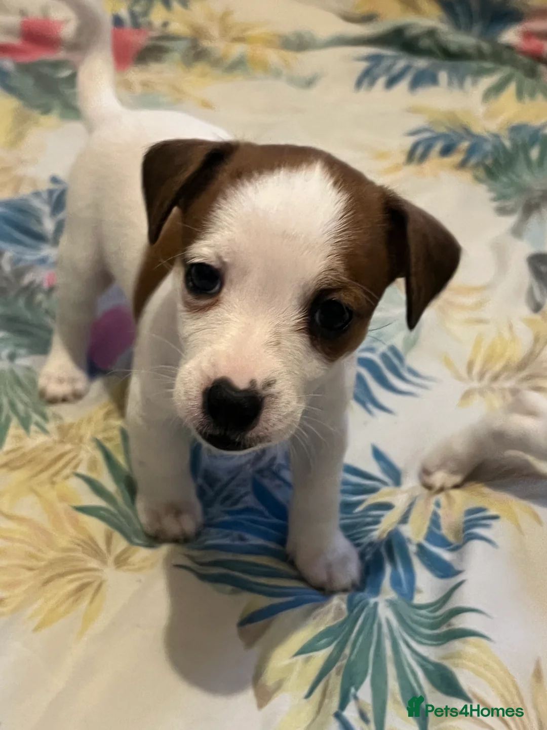 Jack Russell dogs for sale: Stunning Miniature Jack Russell Puppies!!! - Advert 24