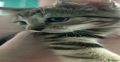 British Shorthair cats - Advert 5