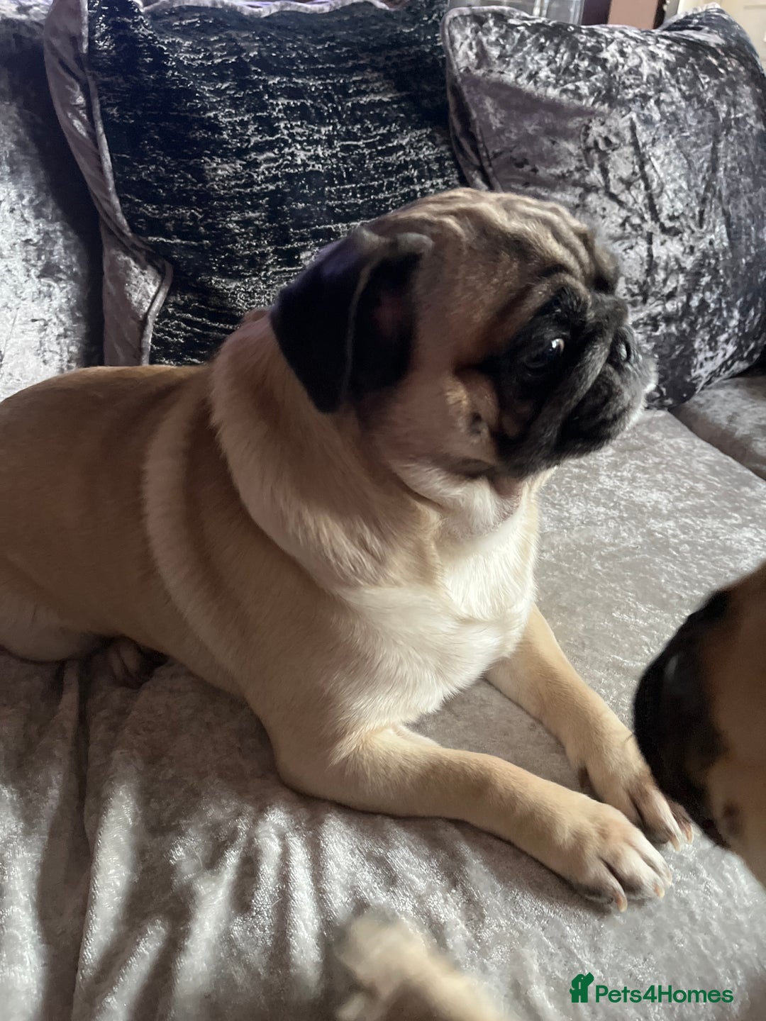 Pug dogs for sale: Pug puppies for sale  - Image 7
