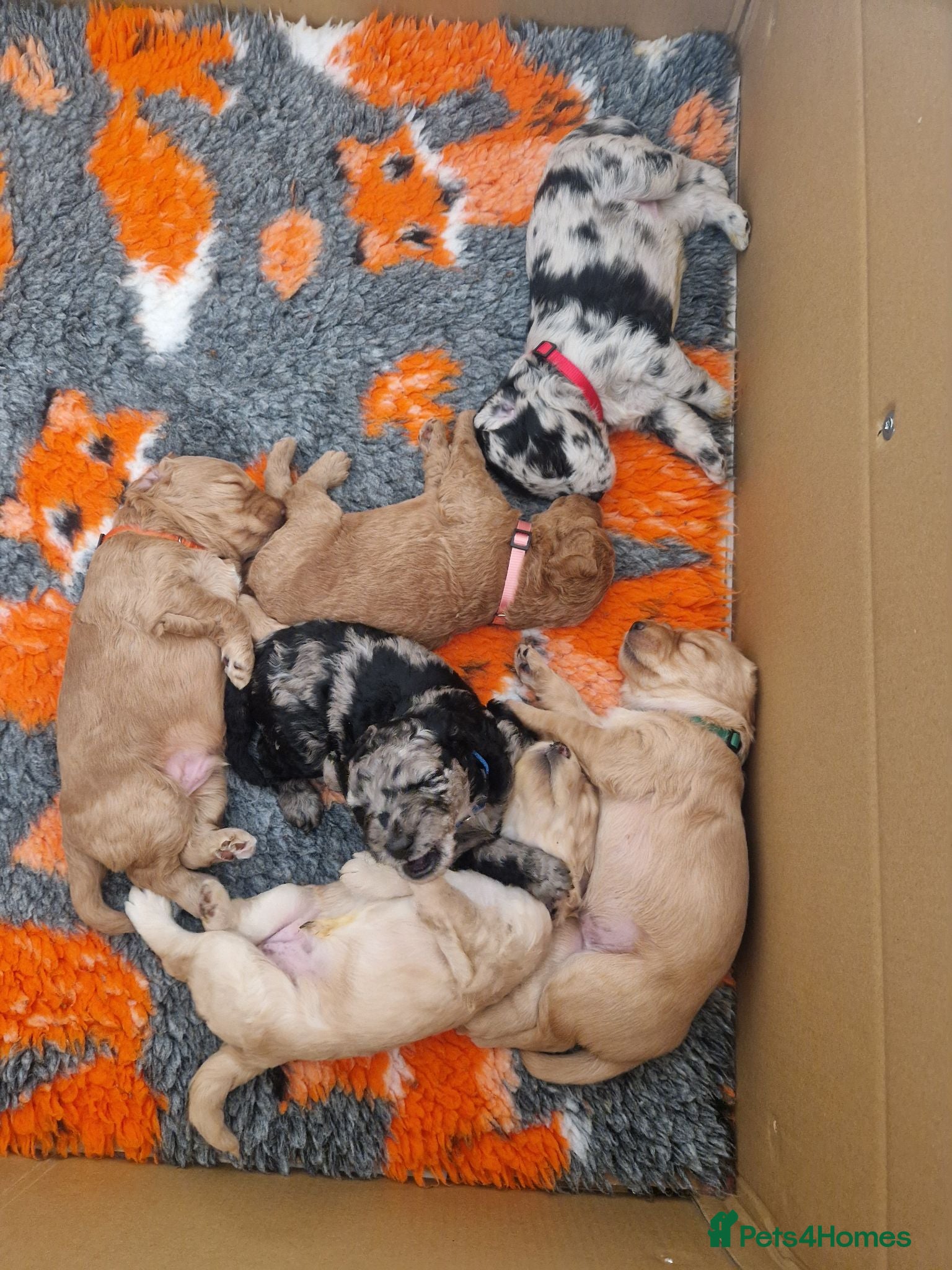 Labradoodle dogs Beautiful Miniature Labradoodle Puppies F1b - Advert 7