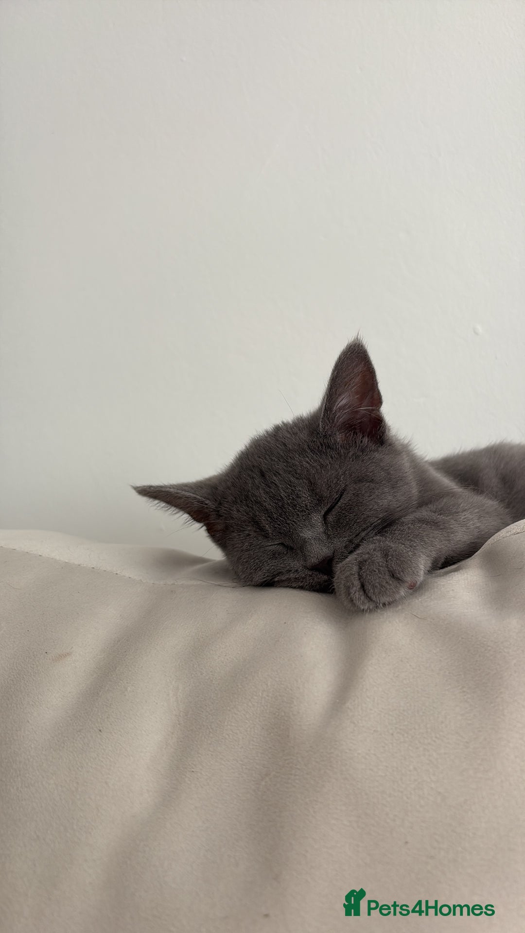 British Shorthair cats for sale: Blue British kitten  - Advert 1