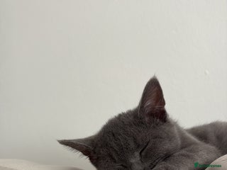 British Shorthair cats Blue British kitten - Advert 3