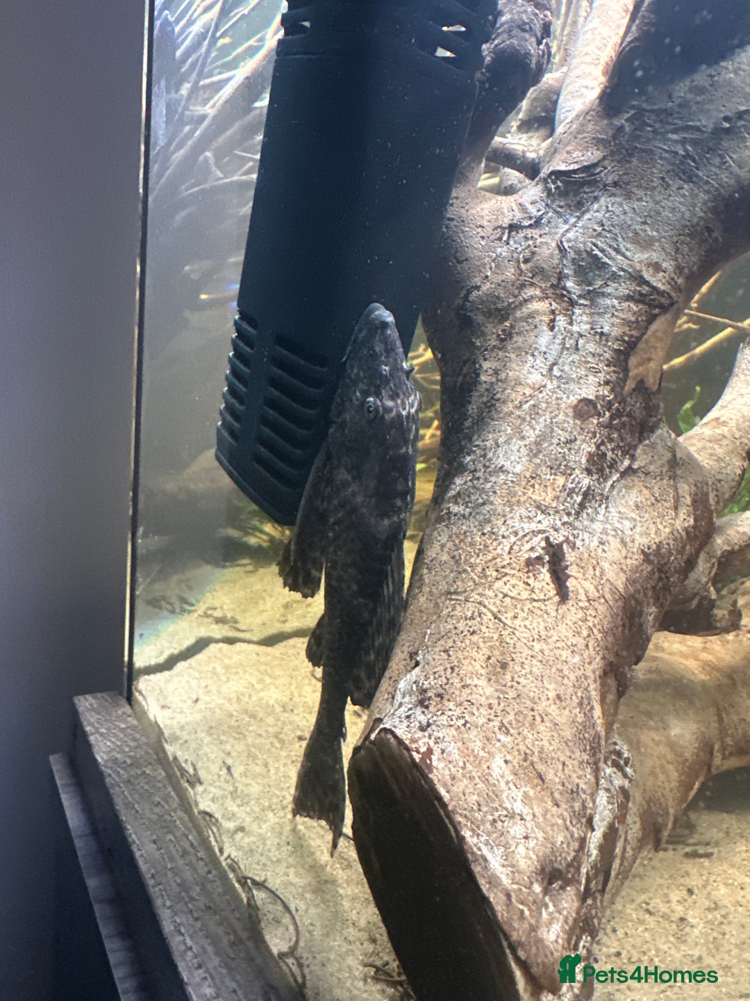 Plecos fish for sale: Pleco free to good home - Advert 2