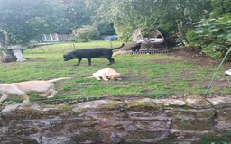 Labrador Retriever dogs for sale: KC Registered Labrador puppies  - Image 29