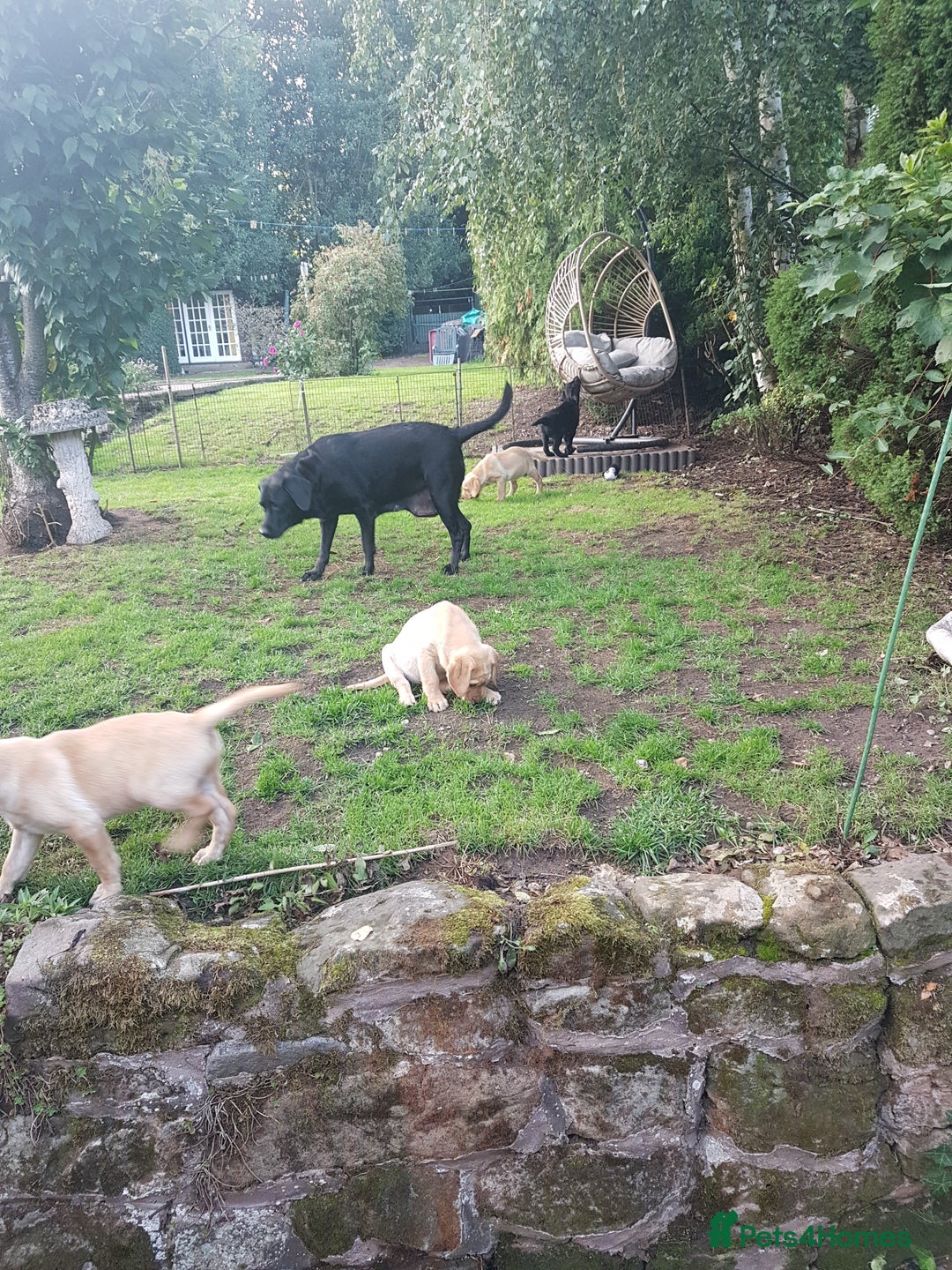 Labrador Retriever dogs for sale: KC Registered Labrador puppies  - Image 29