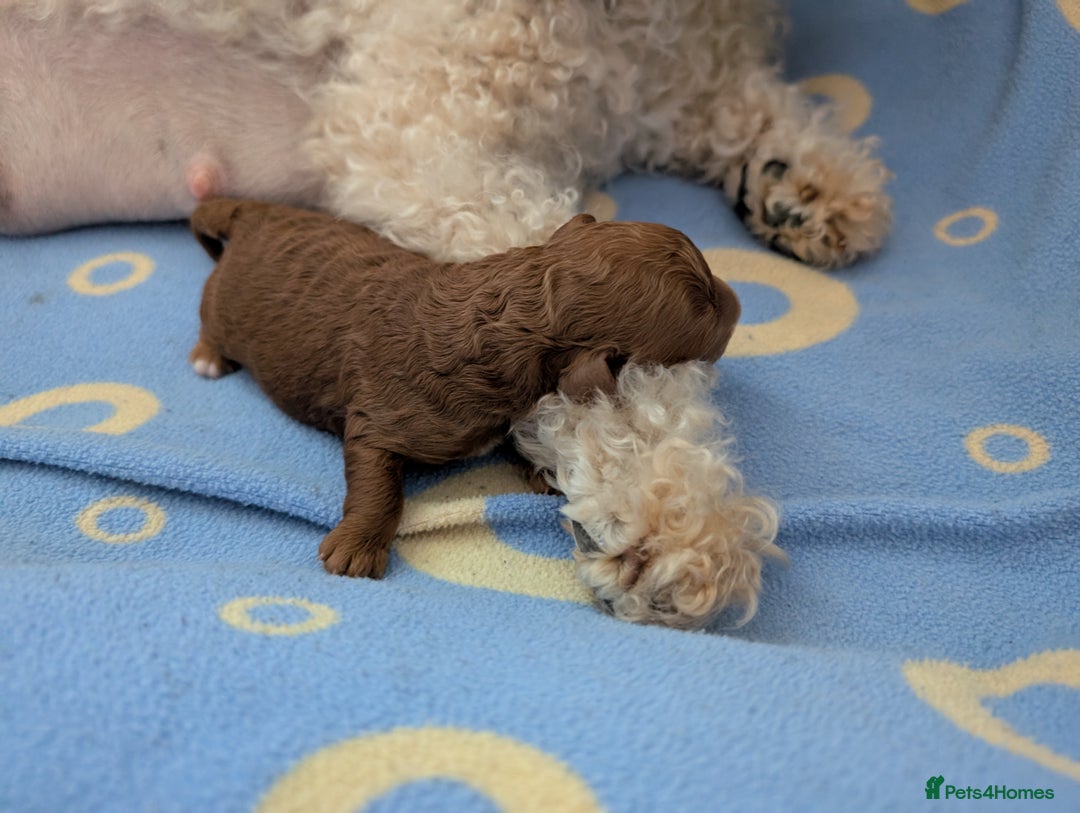 Cavapoo dogs for sale: F1B Deep Fox Red High Quality DNA Clear Puppy  - Image 4