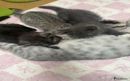 British Shorthair cats for sale: British Shorthair Kittens  - Image 6