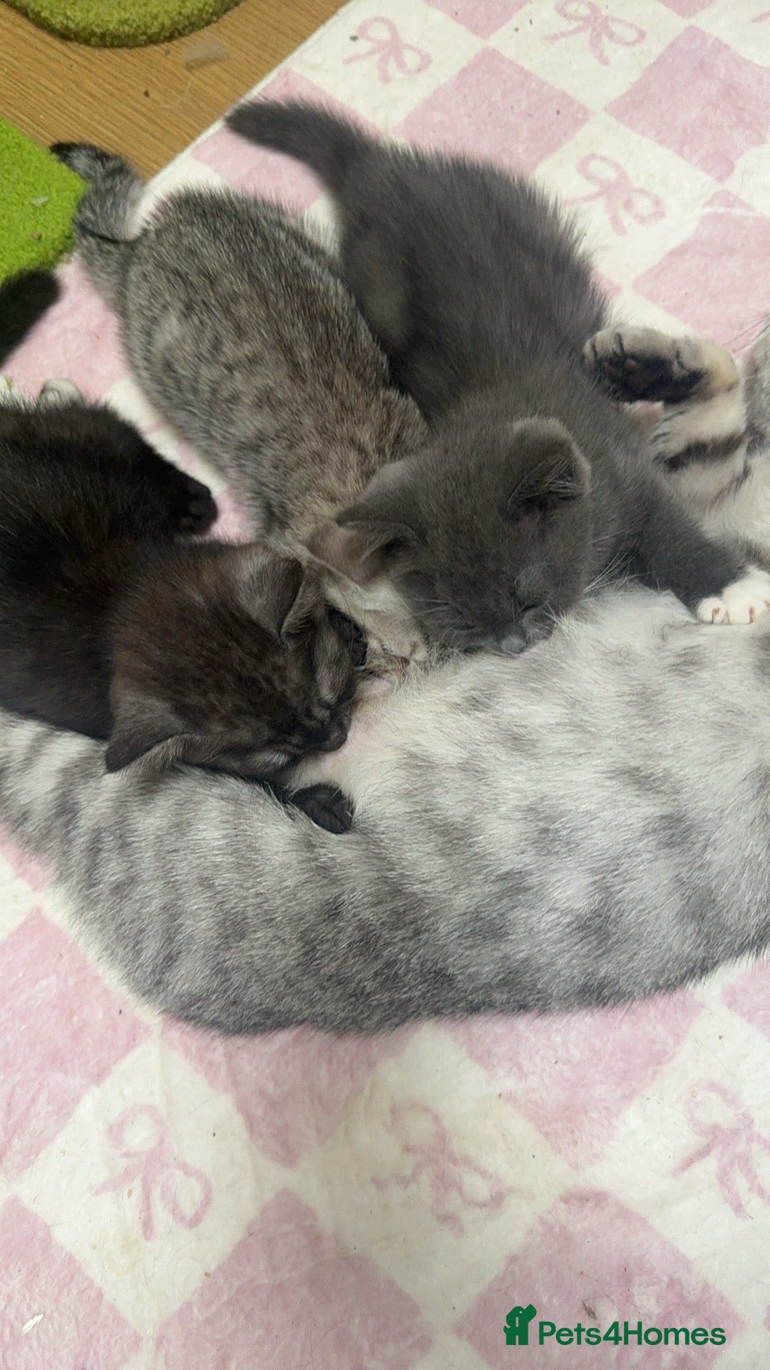 British Shorthair cats for sale: British Shorthair Kittens  - Image 6