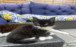 Ragdoll cats for sale: 3 Male Kittens Ragdoll X Turkish Angora  - Image 7