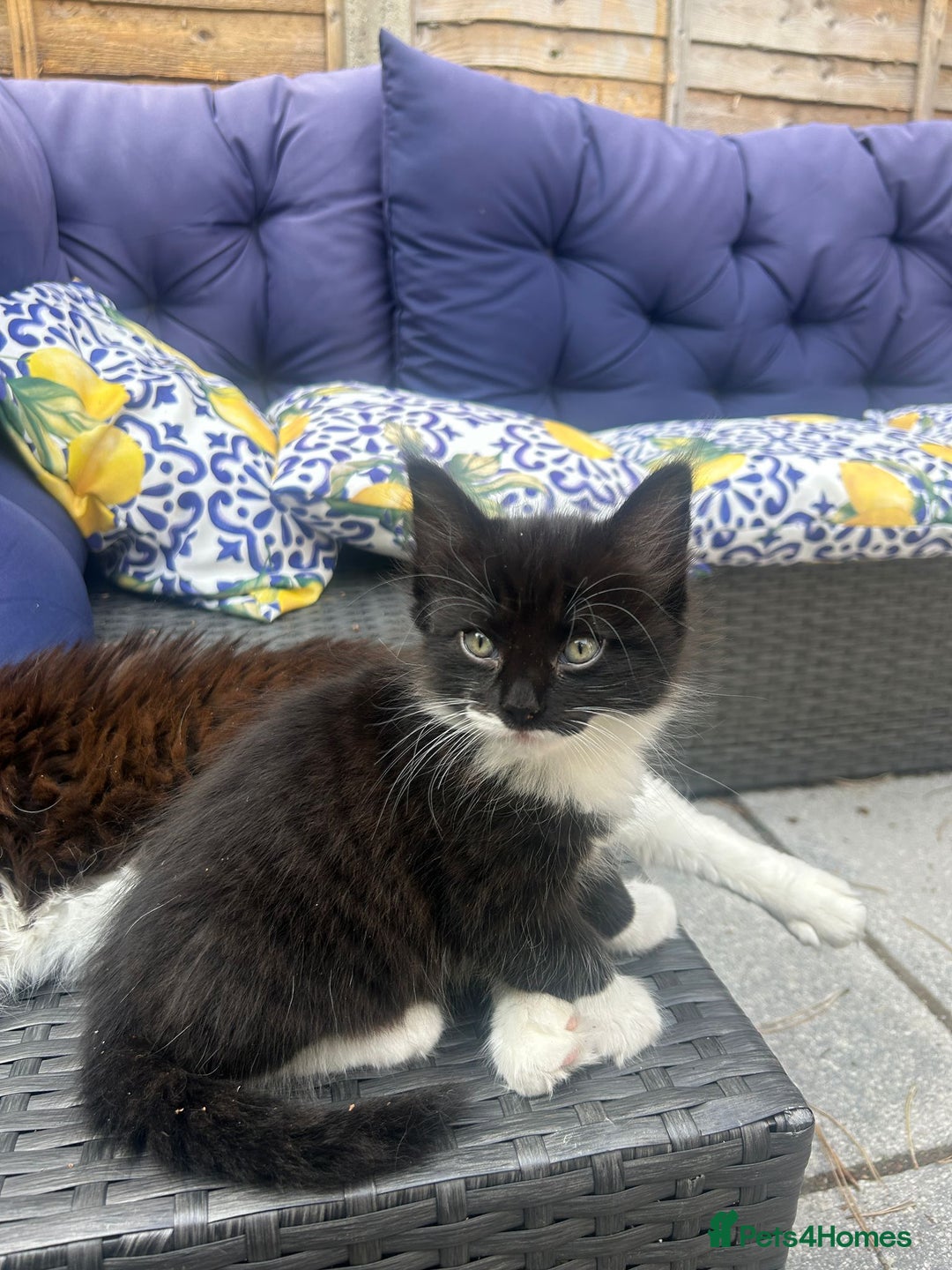Ragdoll cats for sale: 3 Male Kittens Ragdoll X Turkish Angora  - Image 7