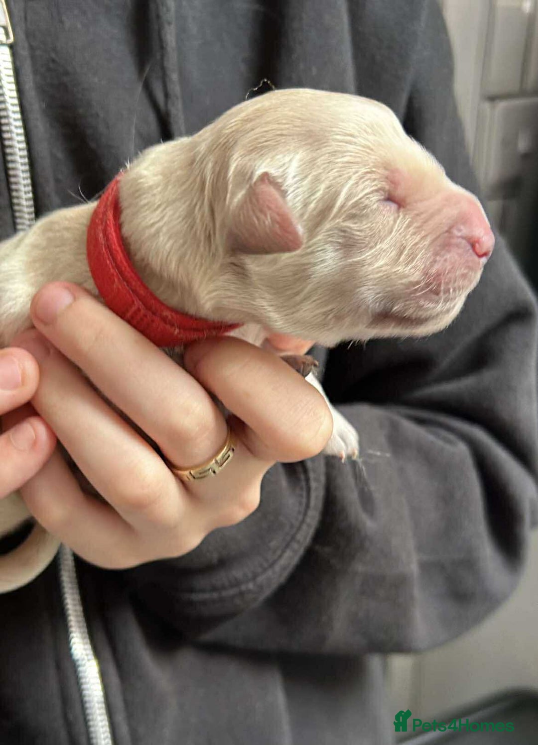 Golden Retriever dogs for sale: Gorgeous Golden Retriever Puppies!! - Image 10
