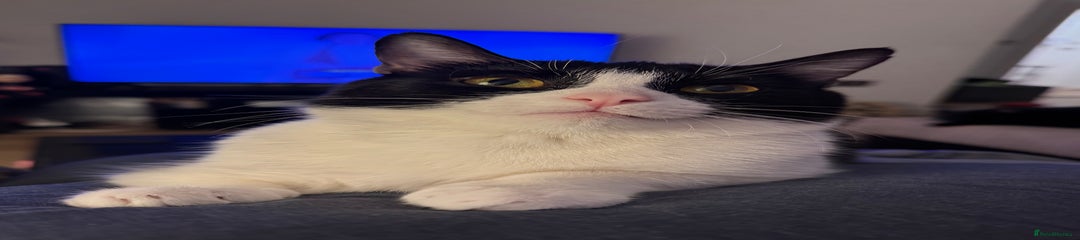 British Shorthair cat 3