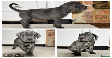 Bandog dogs BANDOG PUPPIES – SERIOUS QUALITY, SERIOUS PRESENCE - Advert 2