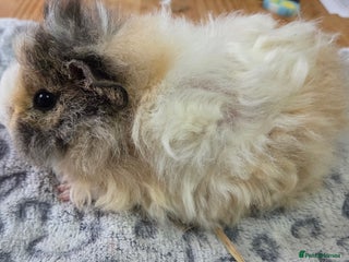 Guinea Pig rodents 3 Male Babies 🐖 - Advert 17