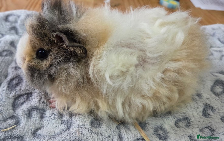 Guinea Pig rodents 3 Male Babies 🐖 - Advert 1