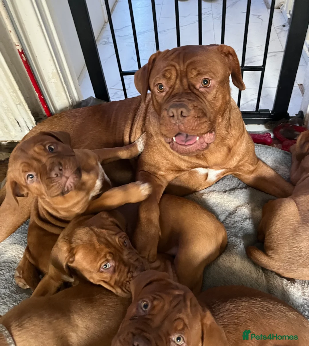 Dogue De Bordeaux dogs for sale: Dogue de Bordeaux  - Advert 6