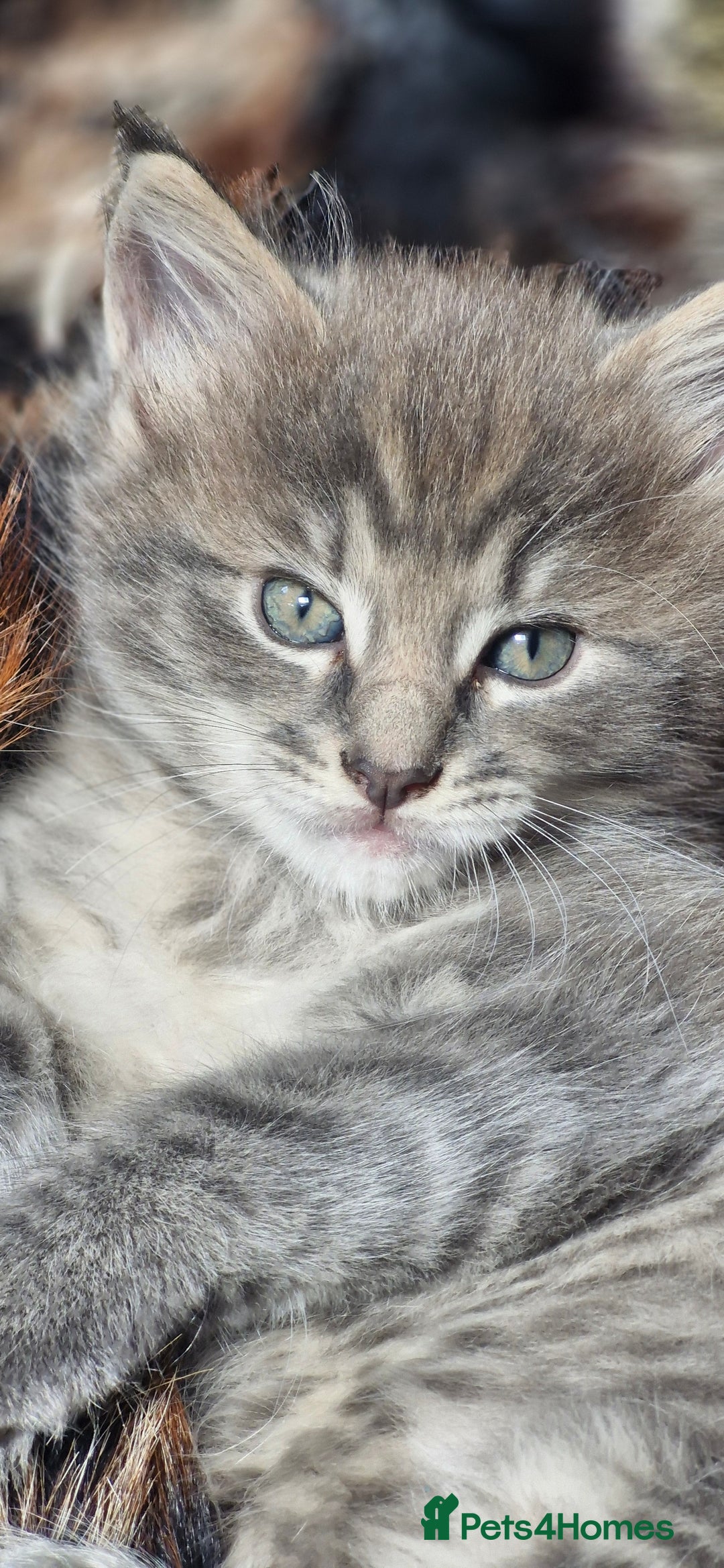 Maine Coon cats for sale: Maincoon cross Ragdoll kittens  - Image 12